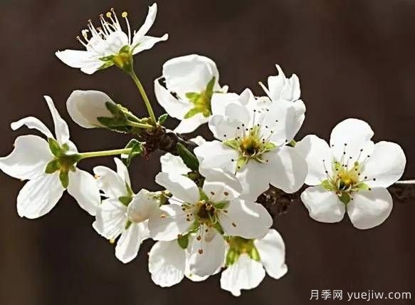 桃花，杏花，櫻花，梨花，李花，海棠花傻傻分不清？(圖11)