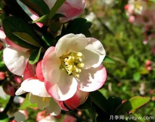 桃花，杏花，櫻花，梨花，李花，海棠花傻傻分不清？(圖16)