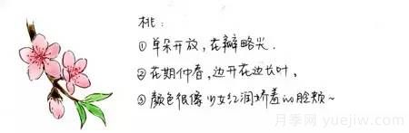 桃花，杏花，櫻花，梨花，李花，海棠花傻傻分不清？(圖1)