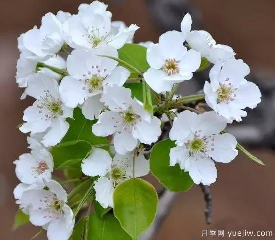 桃花，杏花，櫻花，梨花，李花，海棠花傻傻分不清？(圖10)