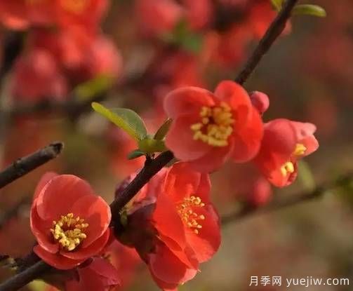 桃花，杏花，櫻花，梨花，李花，海棠花傻傻分不清？(圖15)