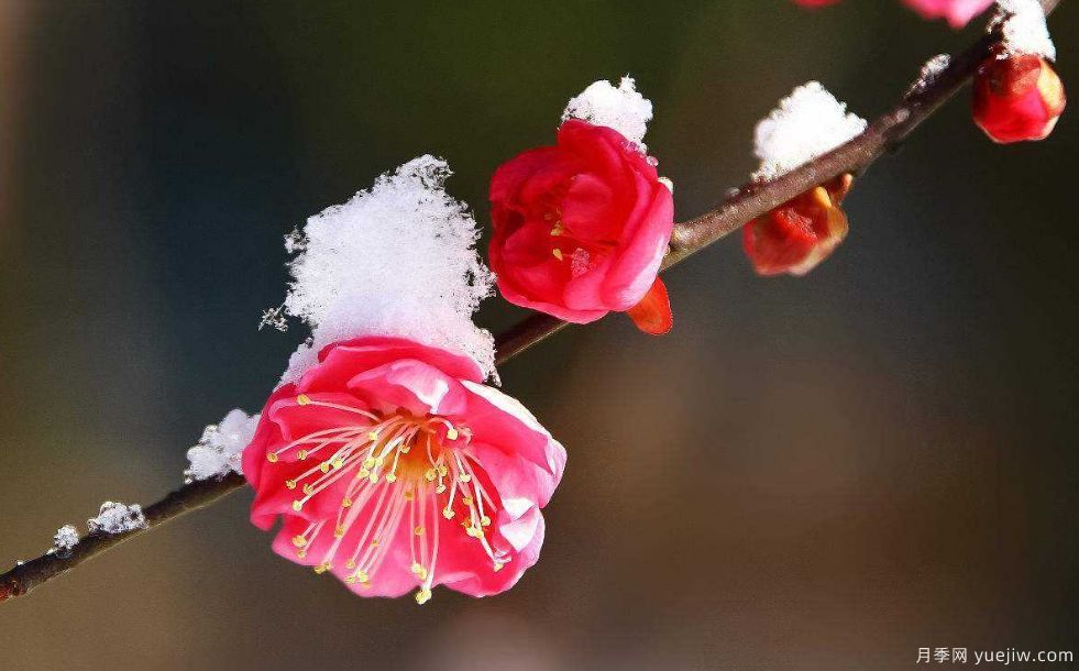 桃花，杏花，櫻花，梨花，李花，海棠花傻傻分不清？(圖9)