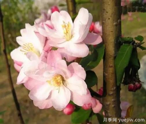 桃花，杏花，櫻花，梨花，李花，海棠花傻傻分不清？(圖13)