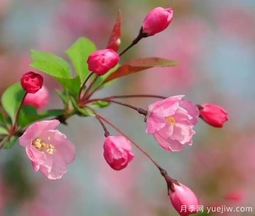 桃花，杏花，櫻花，梨花，李花，海棠花傻傻分不清？(圖14)