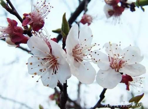 桃花，杏花，櫻花，梨花，李花，海棠花傻傻分不清？(圖12)