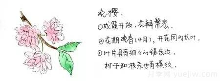 桃花，杏花，櫻花，梨花，李花，海棠花傻傻分不清？(圖6)