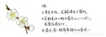 桃花，杏花，櫻花，梨花，李花，海棠花傻傻分不清？(圖4)