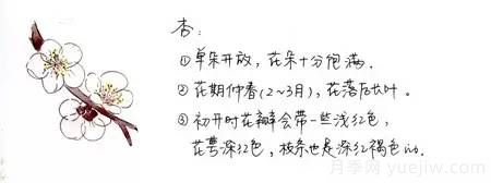 桃花，杏花，櫻花，梨花，李花，海棠花傻傻分不清？(圖5)