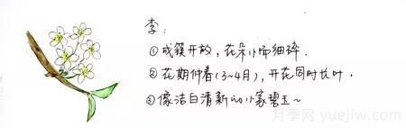 桃花，杏花，櫻花，梨花，李花，海棠花傻傻分不清？(圖2)