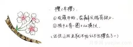 桃花，杏花，櫻花，梨花，李花，海棠花傻傻分不清？(圖7)