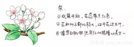桃花，杏花，櫻花，梨花，李花，海棠花傻傻分不清？(圖3)