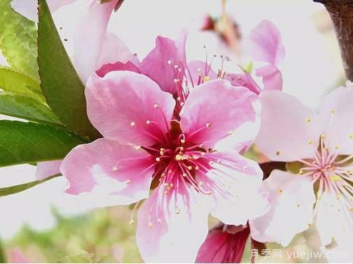 桃花，杏花，櫻花，梨花，李花，海棠花傻傻分不清？(圖8)