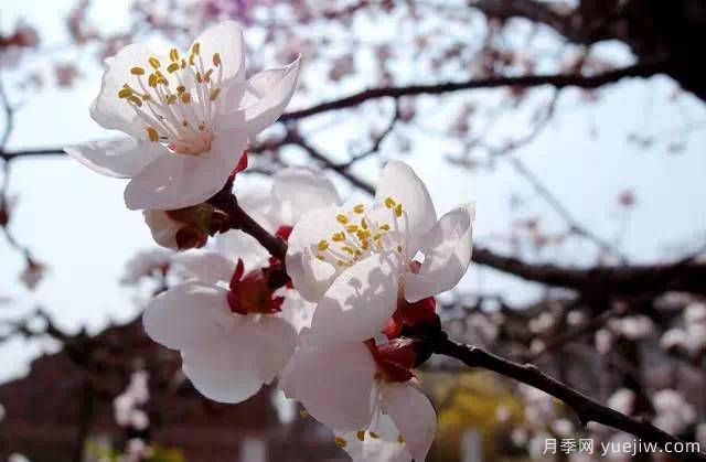 桃花，杏花，櫻花，梨花，李花，海棠花傻傻分不清？(圖20)