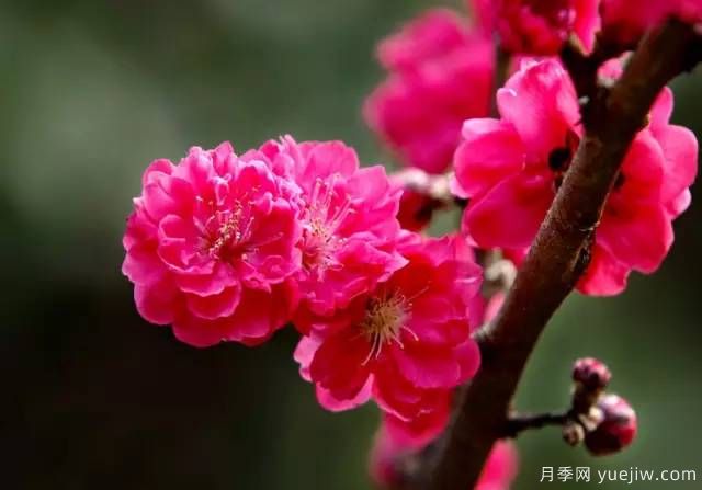 桃花，杏花，櫻花，梨花，李花，海棠花傻傻分不清？(圖18)