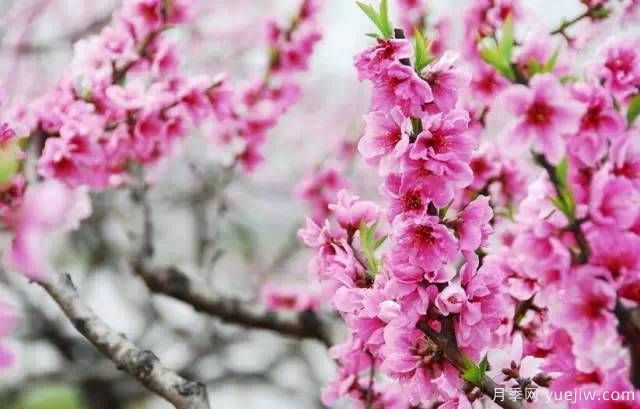 桃花，杏花，櫻花，梨花，李花，海棠花傻傻分不清？(圖19)