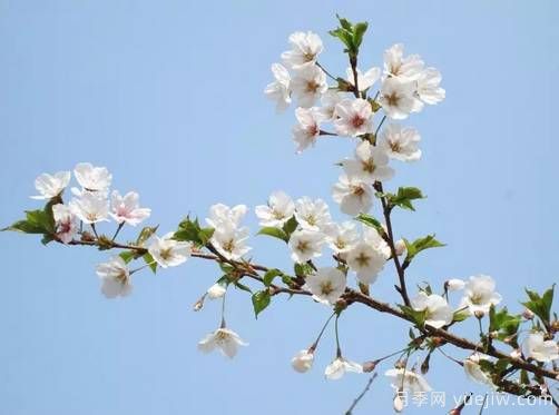桃花，杏花，櫻花，梨花，李花，海棠花傻傻分不清？(圖17)