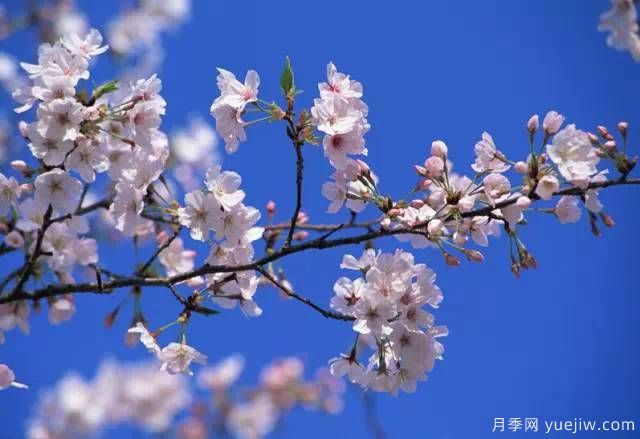 桃花，杏花，櫻花，梨花，李花，海棠花傻傻分不清？(圖21)