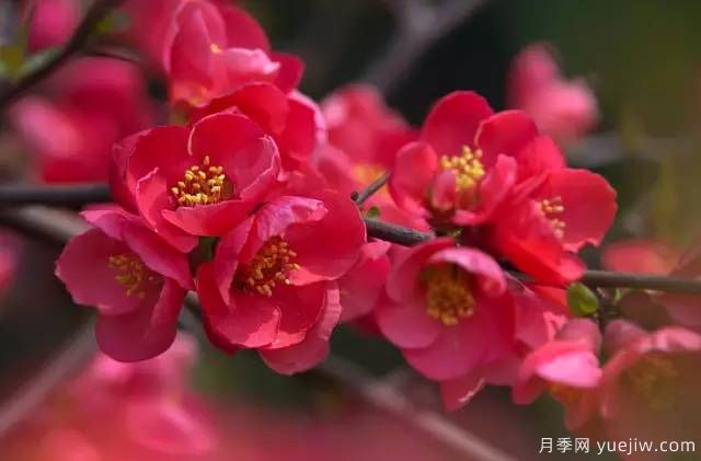 桃花，杏花，櫻花，梨花，李花，海棠花傻傻分不清？(圖24)