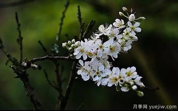 桃花，杏花，櫻花，梨花，李花，海棠花傻傻分不清？(圖22)