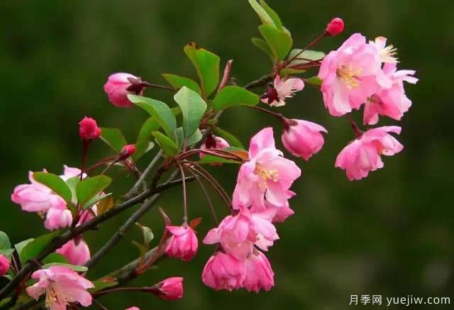 桃花，杏花，櫻花，梨花，李花，海棠花傻傻分不清？(圖23)