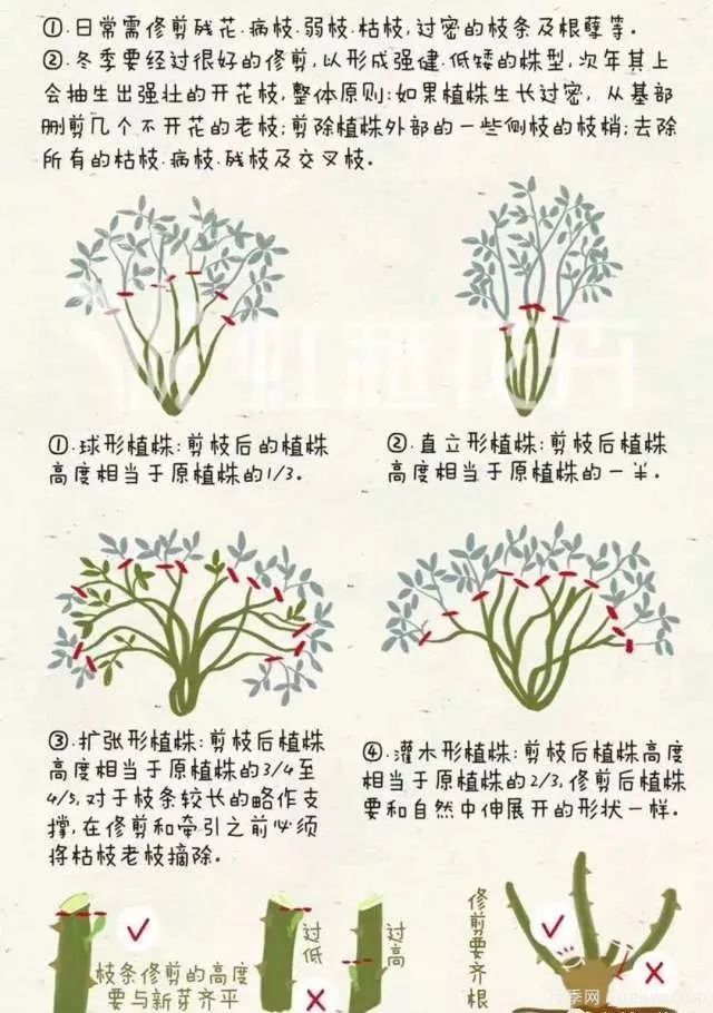 冬季月季修剪技術(shù)要點(diǎn)(圖1)