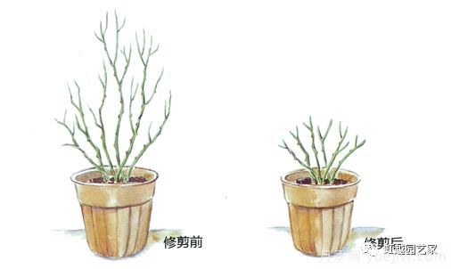 冬季月季修剪技術(shù)要點(diǎn)(圖2)