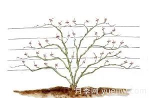 冬季月季修剪技術(shù)要點(diǎn)(圖6)