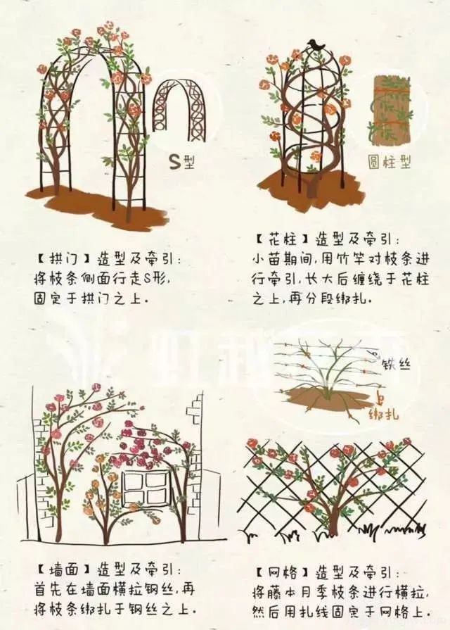 冬季月季修剪技術(shù)要點(diǎn)(圖4)