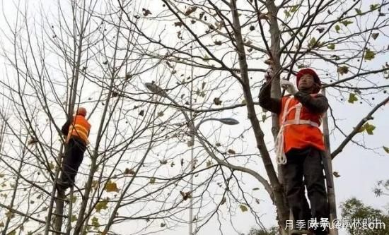 12月份園林養(yǎng)護如何做，才能給全年養(yǎng)護做個好結(jié)尾(圖2)