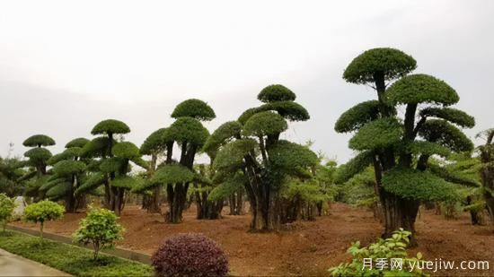 當前綠化市場上火熱的造型樹(圖2)