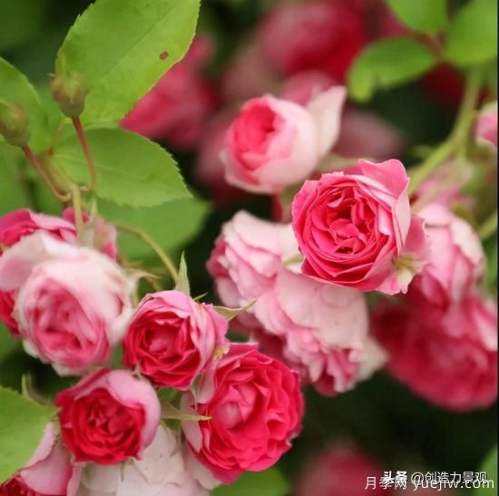 分享15個浪漫又美麗的月季品種，詩意醉人(圖5)