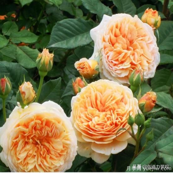 分享15個浪漫又美麗的月季品種，詩意醉人(圖6)