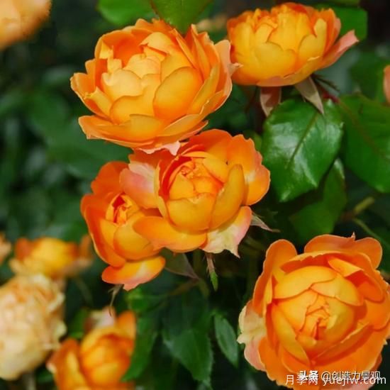 分享15個浪漫又美麗的月季品種，詩意醉人(圖7)