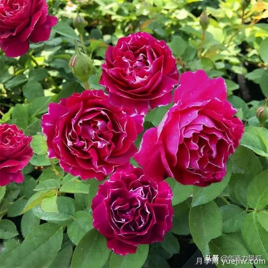 分享15個浪漫又美麗的月季品種，詩意醉人(圖8)