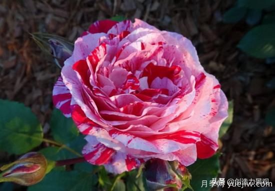 分享15個浪漫又美麗的月季品種，詩意醉人(圖11)