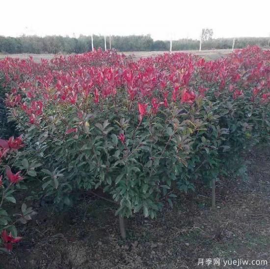 紅葉石楠適應(yīng)有機(jī)化肥嗎？(圖1)