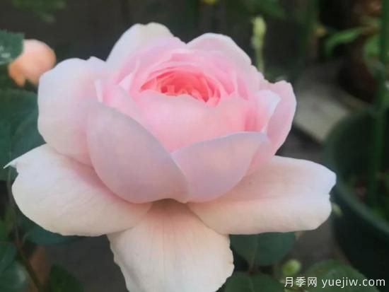 適合園藝新人的4款盆栽月季，花美花期長(圖2)
