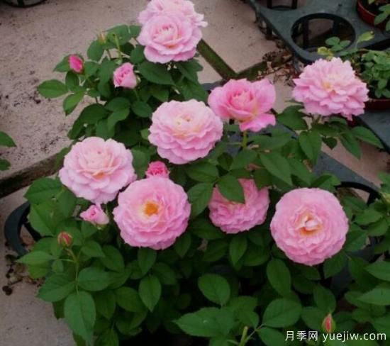 適合新手的3種微型陽臺月季，皮實好養(yǎng)顏值高(圖2)