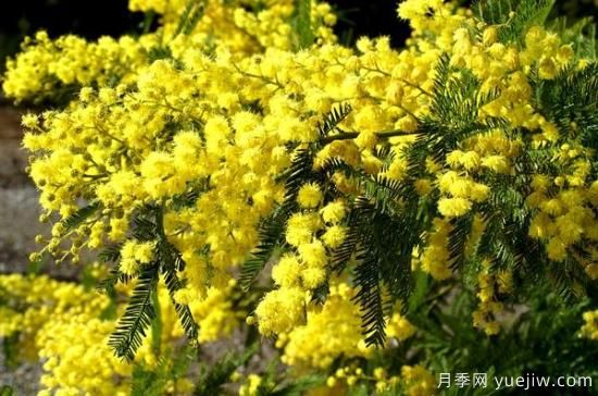 銀荊的形狀特征及生長(zhǎng)習(xí)性(圖1)