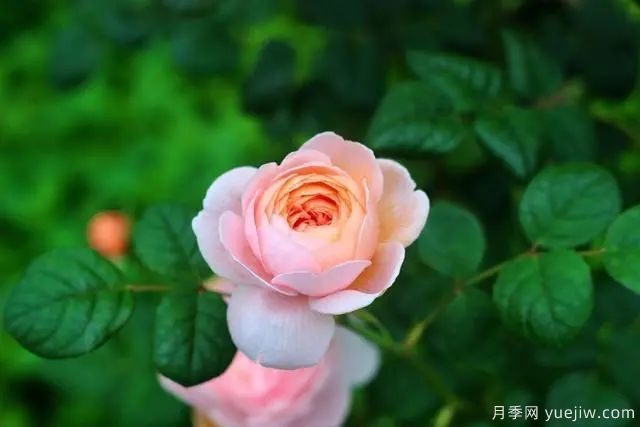 瑞典女王莫奈，懶人養(yǎng)月季花為什么要選它們(圖1)