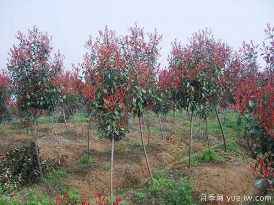 紅葉石楠獨干苗與球形苗間植培育技術(shù)(圖1)