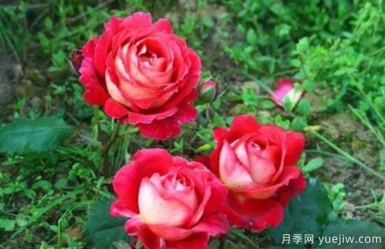 分享香味濃郁的10個(gè)月季花品種，皮實(shí)好養(yǎng)顏值高(圖1)