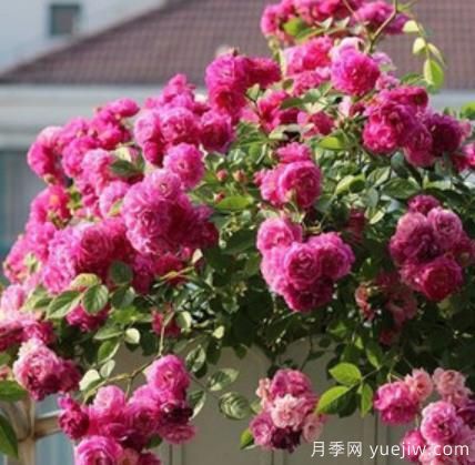 分享香味濃郁的10個(gè)月季花品種，皮實(shí)好養(yǎng)顏值高(圖6)