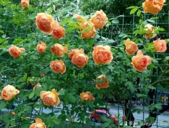 分享香味濃郁的10個(gè)月季花品種，皮實(shí)好養(yǎng)顏值高(圖7)