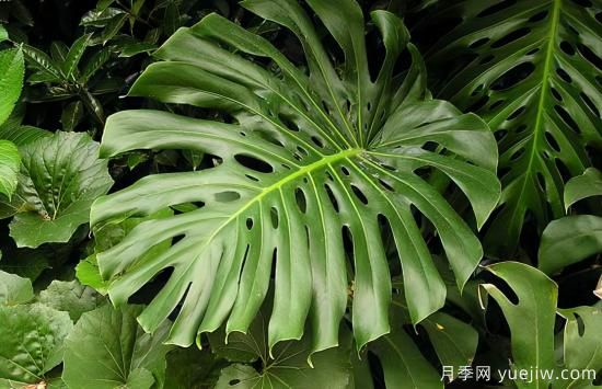 十大吸甲醛植物，你家養(yǎng)過哪幾種？(圖1)
