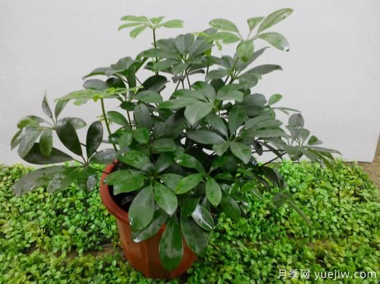 十大吸甲醛植物，你家養(yǎng)過哪幾種？(圖2)