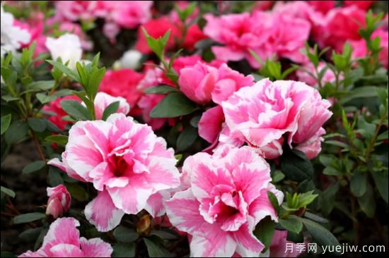十大吸甲醛植物，你家養(yǎng)過哪幾種？(圖3)