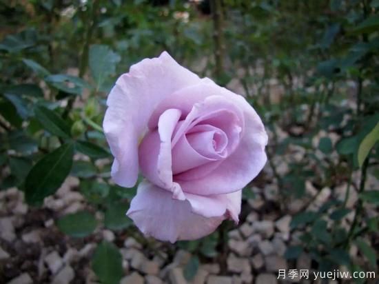 大花香水月季的養(yǎng)護(hù)方法，分享10種花香飄滿屋(圖3)