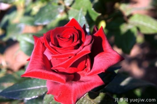 大花香水月季的養(yǎng)護(hù)方法，分享10種花香飄滿屋(圖4)
