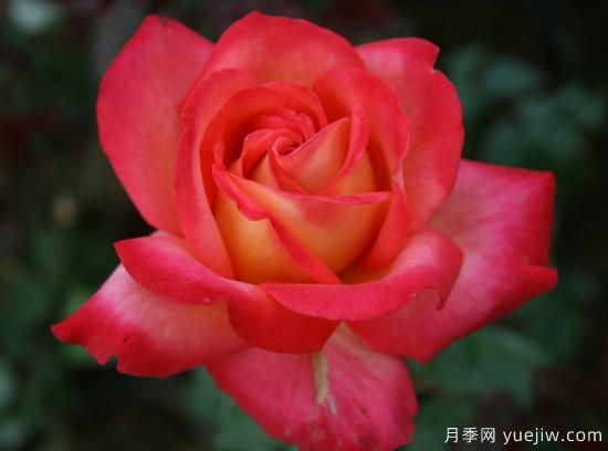 大花香水月季的養(yǎng)護(hù)方法，分享10種花香飄滿屋(圖6)